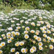 れいな 今日も出勤したよん🎀 ミスキャンパス