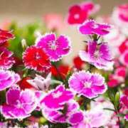 ヒメ日記 2025/10/11 10:01 投稿 すずらん 松本人妻隊