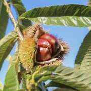 ヒメ日記 2025/11/01 11:14 投稿 すずらん 松本人妻隊