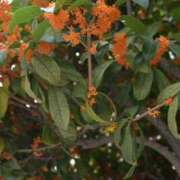 あき 次 の 出 勤 ✨ チューリップ土浦店