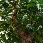 あき ご予約ありがとうございます🙇🏻‍♀️ チューリップ土浦店