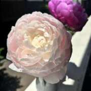 ヒメ日記 2025/05/16 00:35 投稿 すずね 東京人妻セレブリティ（ユメオト）