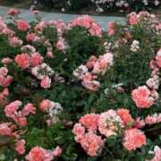 ヒメ日記 2025/05/21 18:38 投稿 りお Number Five 品川（シンデレラグループ）