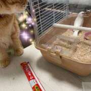 珠希(たまき) パワー充電完了⚡️明日からお願いします❣️ PLUS十三店