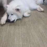 ヒメ日記 2025/11/08 16:15 投稿 りんな モアグループ神栖人妻花壇