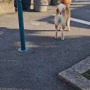 ヒメ日記 2025/11/09 18:59 投稿 りんな モアグループ神栖人妻花壇