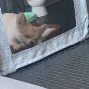 ヒメ日記 2025/09/18 17:22 投稿 しゅう レモンカフェ