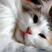 ヒメ日記 2025/10/16 07:39 投稿 しゅう レモンカフェ