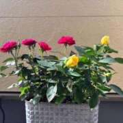 ヒメ日記 2025/05/29 21:09 投稿 多喜川とわ ミセス大阪十三店