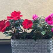 ヒメ日記 2025/06/13 23:47 投稿 多喜川とわ ミセス大阪十三店