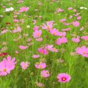 ヒメ日記 2025/08/27 09:47 投稿 多喜川とわ ミセス大阪十三店