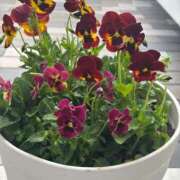 ヒメ日記 2025/10/10 18:02 投稿 多喜川とわ ミセス大阪十三店