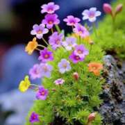 ヒメ日記 2025/10/17 23:49 投稿 多喜川とわ ミセス大阪十三店