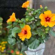 ヒメ日記 2025/10/23 11:44 投稿 多喜川とわ ミセス大阪十三店