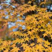 ヒメ日記 2025/11/27 12:05 投稿 多喜川とわ ミセス大阪十三店