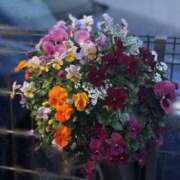 ヒメ日記 2026/03/15 15:47 投稿 多喜川とわ ミセス大阪十三店