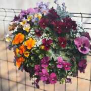 ヒメ日記 2026/03/17 21:18 投稿 多喜川とわ ミセス大阪十三店