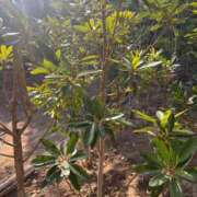 ヒメ日記 2026/03/21 21:28 投稿 多喜川とわ ミセス大阪十三店