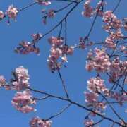 ヒメ日記 2026/03/23 22:30 投稿 多喜川とわ ミセス大阪十三店