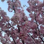 ヒメ日記 2026/03/29 06:17 投稿 多喜川とわ ミセス大阪十三店