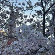 ヒメ日記 2026/04/03 18:38 投稿 多喜川とわ ミセス大阪十三店