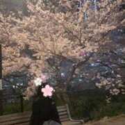 ヒメ日記 2026/04/04 08:53 投稿 多喜川とわ ミセス大阪十三店