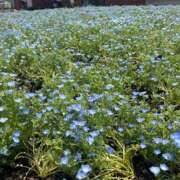 ヒメ日記 2025/07/08 11:41 投稿 せり 丸妻 横浜本店