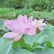 ヒメ日記 2025/09/01 09:36 投稿 中条 まりあ SUMIRE