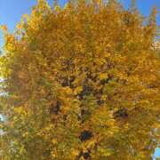 ヒメ日記 2025/11/02 13:28 投稿 武田 まゆみ ベストマダム