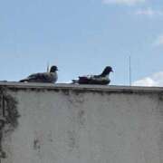 ヒメ日記 2025/11/16 14:40 投稿 武田 まゆみ ベストマダム