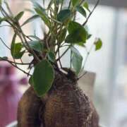 ヒメ日記 2025/11/26 16:17 投稿 武田 まゆみ ベストマダム