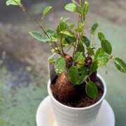 ヒメ日記 2025/12/01 21:25 投稿 武田 まゆみ ベストマダム