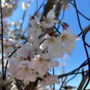 ヒメ日記 2026/03/30 09:48 投稿 武田 まゆみ ベストマダム