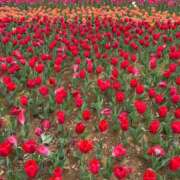 ヒメ日記 2026/04/14 09:01 投稿 武田 まゆみ ベストマダム