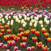 ヒメ日記 2026/04/15 08:46 投稿 武田 まゆみ ベストマダム