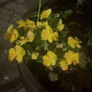 ヒメ日記 2025/05/26 21:16 投稿 ふう ゴールドフィンガー