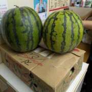 ヒメ日記 2026/10/04 11:02 投稿 取手 ベニバナ