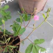 ヒメ日記 2025/09/09 08:42 投稿 沢田 ベニバナ