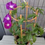 ヒメ日記 2025/09/16 08:30 投稿 沢田 ベニバナ