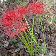 ヒメ日記 2025/09/30 08:46 投稿 沢田 ベニバナ