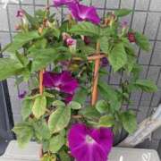 ヒメ日記 2025/10/06 08:32 投稿 沢田 ベニバナ