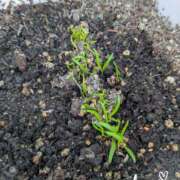 ヒメ日記 2025/10/17 08:14 投稿 沢田 ベニバナ