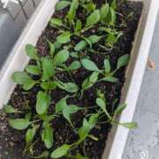 ヒメ日記 2025/11/12 13:52 投稿 沢田 ベニバナ