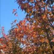 ヒメ日記 2025/11/20 12:24 投稿 沢田 ベニバナ