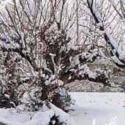 ヒメ日記 2026/02/08 14:30 投稿 沢田 ベニバナ