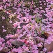 ヒメ日記 2026/03/27 11:22 投稿 沢田 ベニバナ