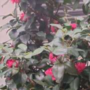 ヒメ日記 2026/03/19 13:28 投稿 神田 ベニバナ