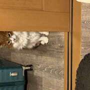 ヒメ日記 2026/03/24 22:12 投稿 新宿 ベニバナ