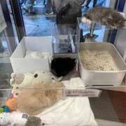 ヒメ日記 2026/04/10 18:56 投稿 新宿 ベニバナ