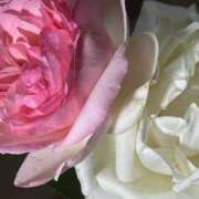 ヒメ日記 2025/05/18 06:46 投稿 あんり未経験 マダム可憐